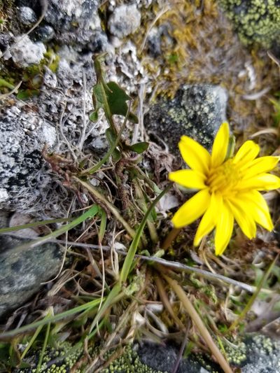 Taraxacum alaskanum, photographed by Syd Cannings