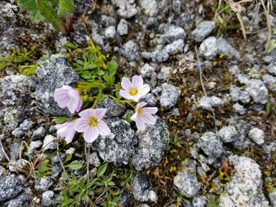 Claytonia sarmentosa, photographed by Syd Cannings