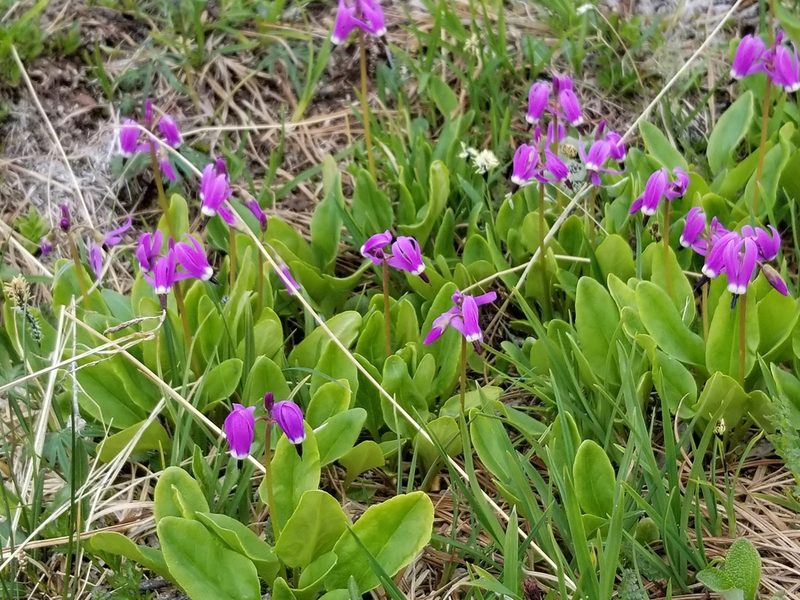 Primula frigida, photographed by Syd Cannings