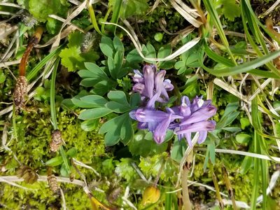 Corydalis pauciflora, photographed by Syd Cannings
