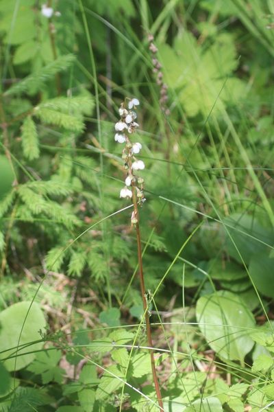 Pyrola media, photographed by Константин Селивёрстов