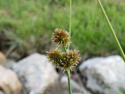 Juncus torreyi, photographed by Tyler Bishop