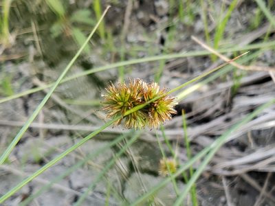 Juncus torreyi, photographed by Tyler Bishop
