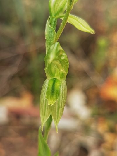 Pterostylis smaragdyna, photographed by Richard Dimon