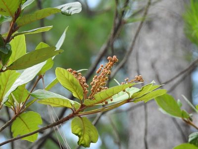 Clethra purpusii, photographed by Neptalí Ramírez Marcial