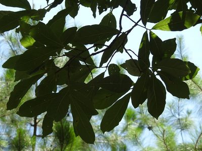 Quercus glaucescens, photographed by Neptalí Ramírez Marcial