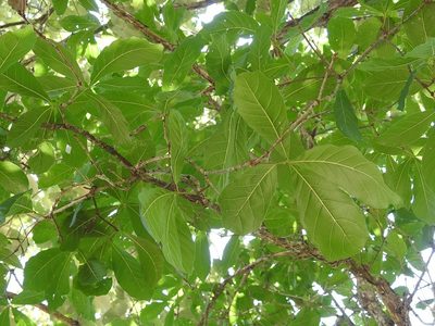 Quercus glaucescens, photographed by Neptalí Ramírez Marcial