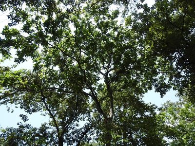Quercus glaucescens, photographed by Neptalí Ramírez Marcial