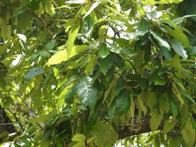 Quercus vicentensis, photographed by Neptalí Ramírez Marcial