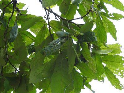 Quercus vicentensis, photographed by Neptalí Ramírez Marcial