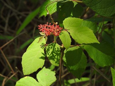 Cissus microcarpa, photographed by Neptalí Ramírez Marcial