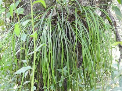 Vittaria graminifolia, photographed by Neptalí Ramírez Marcial