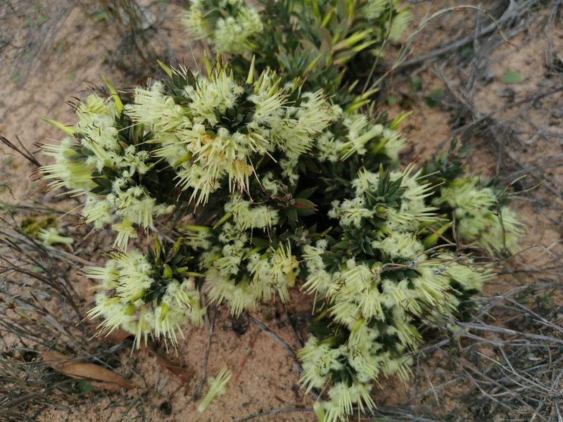 Styphelia adscendens, photographed by Richard Dimon