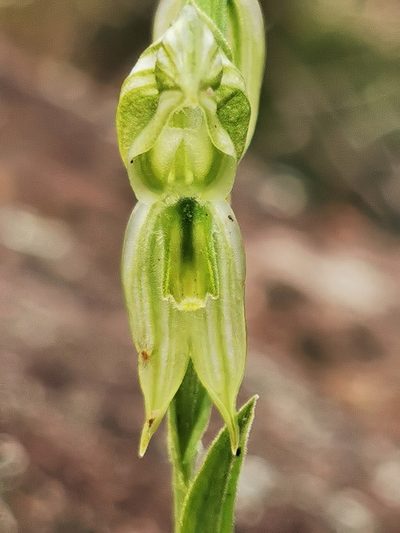 Pterostylis smaragdyna, photographed by Richard Dimon