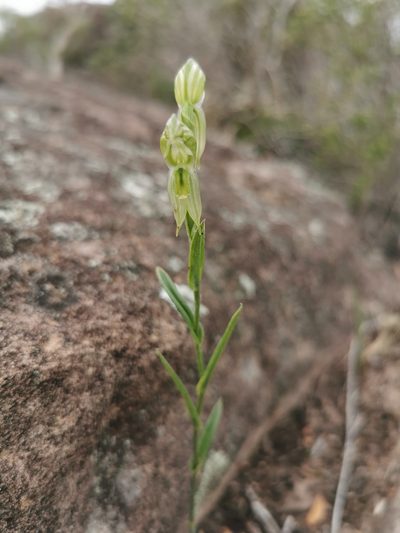 Pterostylis smaragdyna, photographed by Richard Dimon