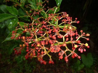 Cissus erosa, photographed by Eduardo Chacón Madrigal
