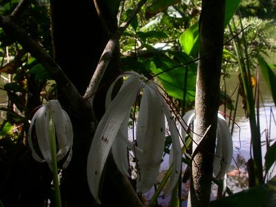 Crinum erubescens, photographed by Eduardo Chacón Madrigal