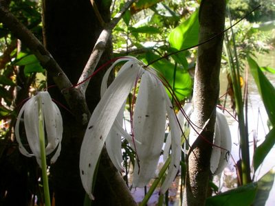 Crinum erubescens, photographed by Eduardo Chacón Madrigal