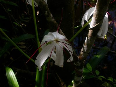 Crinum erubescens, photographed by Eduardo Chacón Madrigal