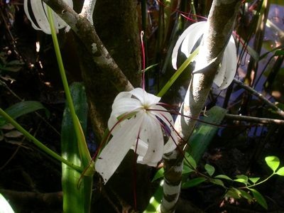 Crinum erubescens, photographed by Eduardo Chacón Madrigal