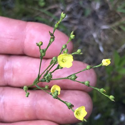 Linum sulcatum, photographed by Christopher Zacharias