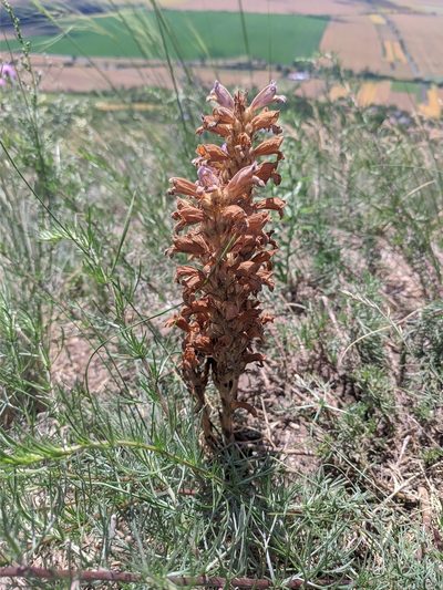 Orobanche arenaria, photographed by Daniel Krsek