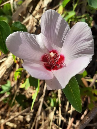 Gossypium robinsonii, photographed by T. Hammer