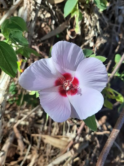 Gossypium robinsonii, photographed by T. Hammer