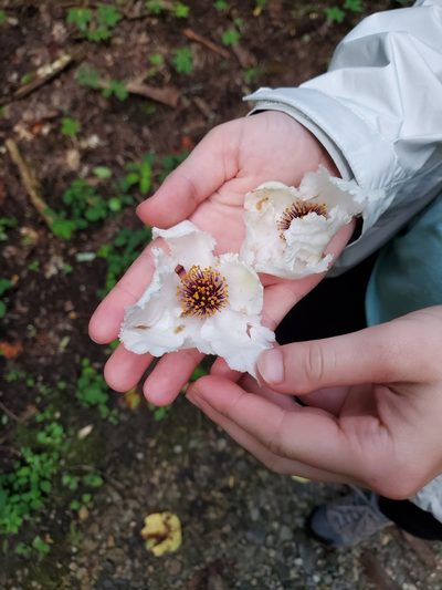 Stewartia ovata, photographed by Will Kuhn