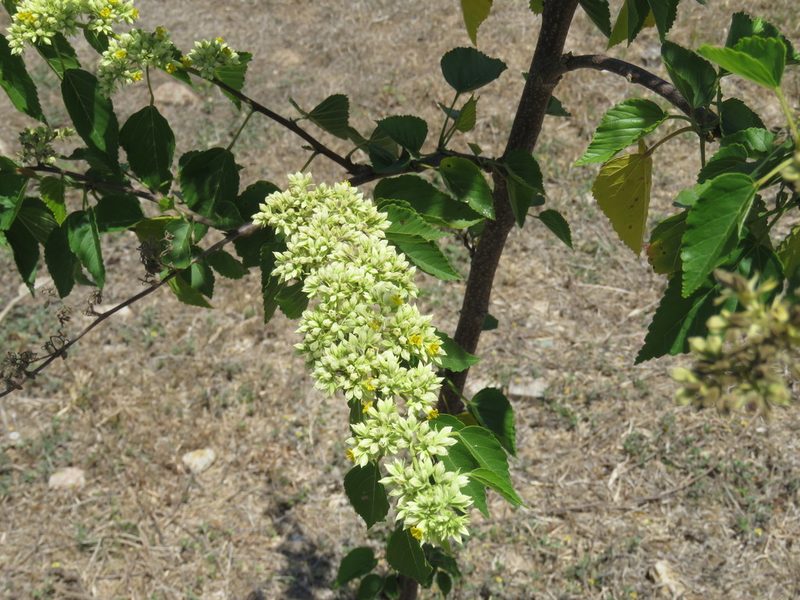 Waltheria acuminata, photographed by Alexis López Hernández