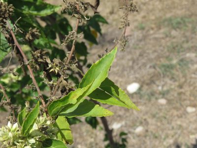 Waltheria acuminata, photographed by Alexis López Hernández