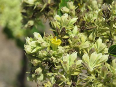 Waltheria acuminata, photographed by Alexis López Hernández