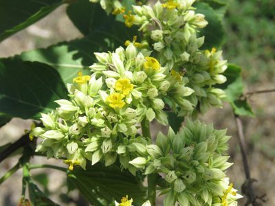 Waltheria acuminata, photographed by Alexis López Hernández