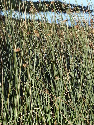 Schoenoplectus scirpoides, photographed by Shaun Swanepoel
