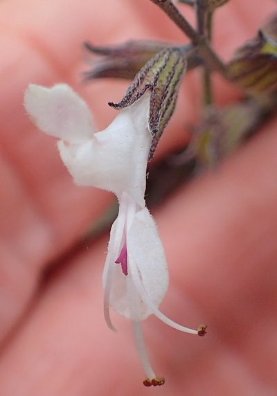 Syncolostemon argenteus, photographed by Peter Warren