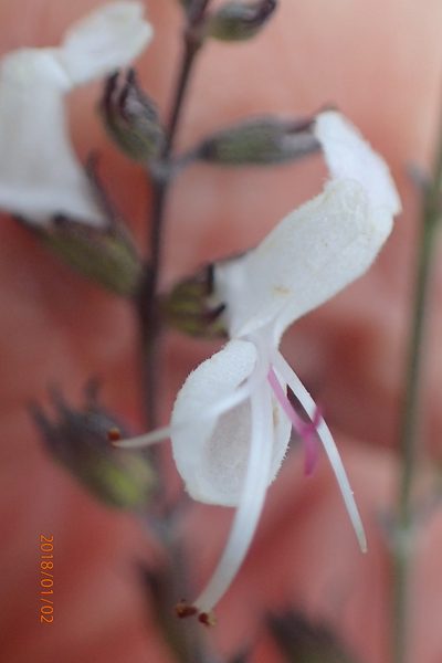 Syncolostemon argenteus, photographed by Peter Warren