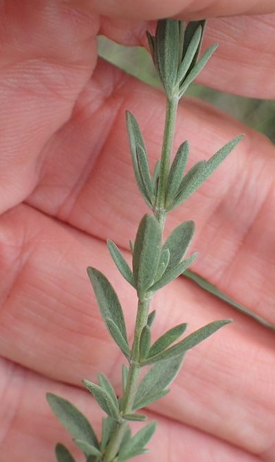 Syncolostemon argenteus, photographed by Peter Warren