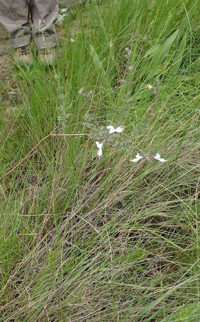 Syncolostemon argenteus, photographed by Peter Warren