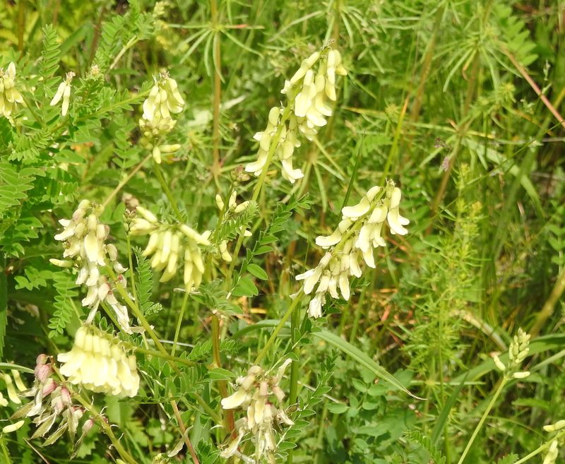Astragalus mongholicus, photographed by Анна Васильченко