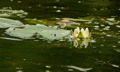 Nymphaea tetragona, photographed by Анна Васильченко