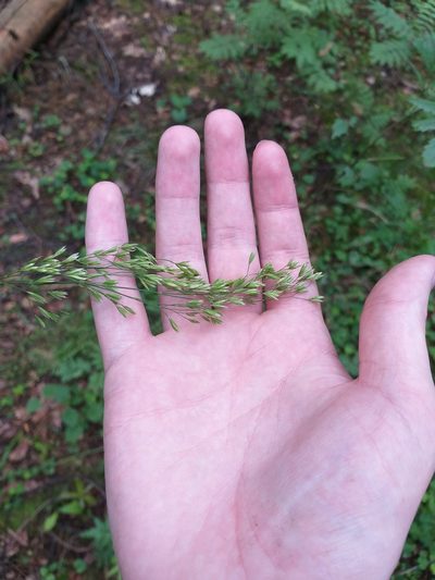 Festuca altissima, photographed by Dmitriy Bochkov