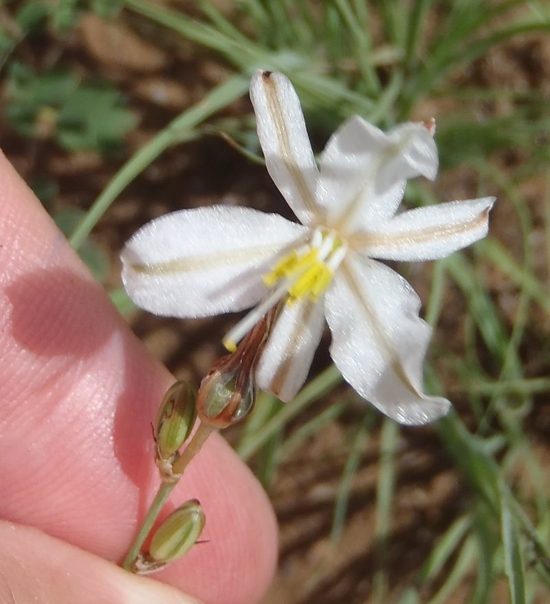 Chlorophytum fasciculatum, photographed by Nicola van Berkel