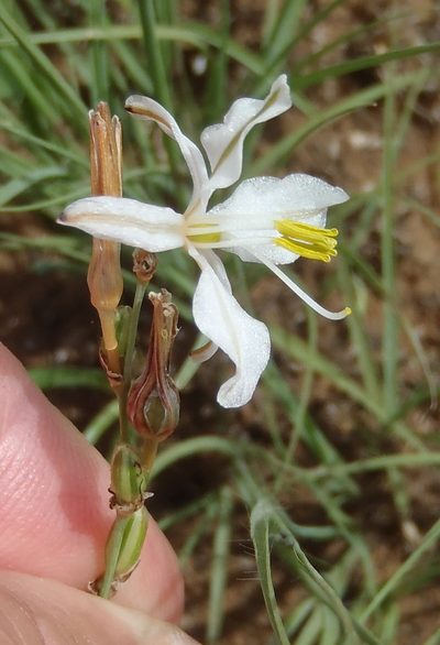 Chlorophytum fasciculatum, photographed by Nicola van Berkel