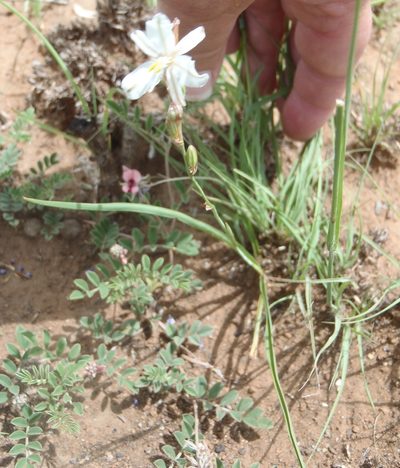 Chlorophytum fasciculatum, photographed by Nicola van Berkel