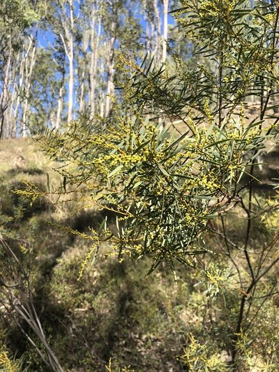 Acacia decora, photographed by Tim Shields