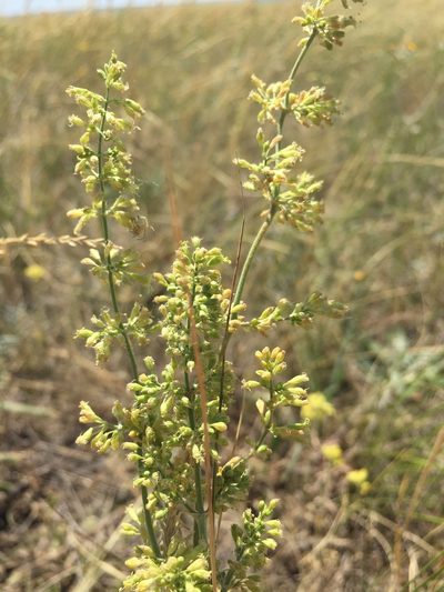 Silene borysthenica, photographed by Елена Патерикина