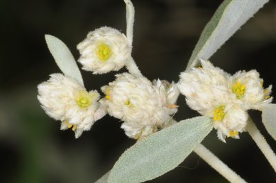 Alternanthera albida, photographed by aacocucci