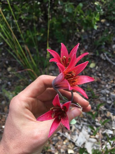 Lilium bolanderi, photographed by Hilary Rose Dawson