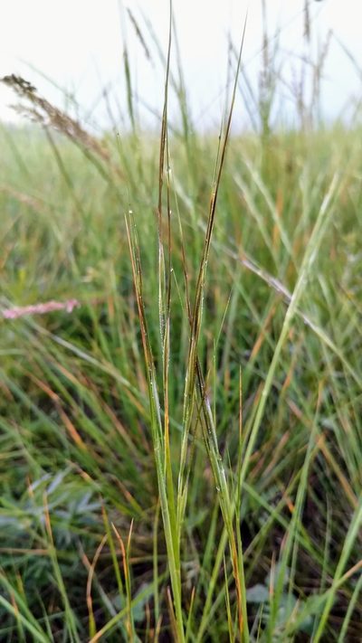 Hesperostipa curtiseta, photographed by Doug Macaulay