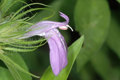 Justicia squarrosa, photographed by aacocucci